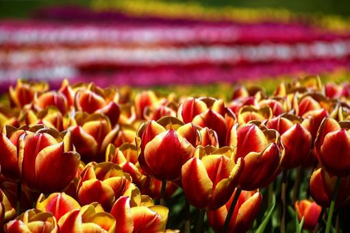チューリップ 2トーンカラー チューリップ 2トーンカラー チューリップ,花,春の写真素材