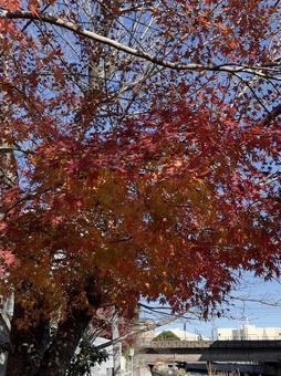 紅葉 紅葉の写真