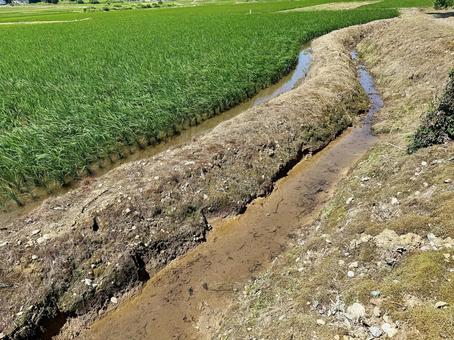 水田用土留め水路 水田用土留め水路 コンクリートなし,生物多様性,蛍の写真素材