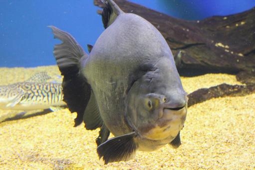 魚 魚の写真