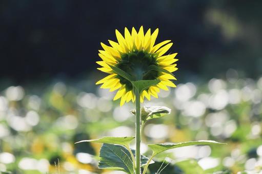 ひまわりの美しい後ろ姿 ひまわりの美しい後ろ姿 ひまわり,花,夏の写真素材