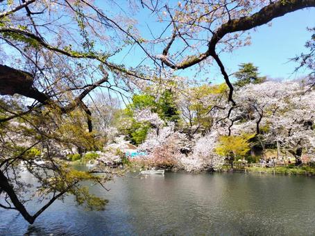 井の頭公園の桜 井の頭公園の桜の写真