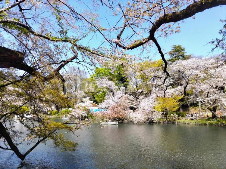 井の頭公園の桜 桜,cherryblossom,さくらの写真素材