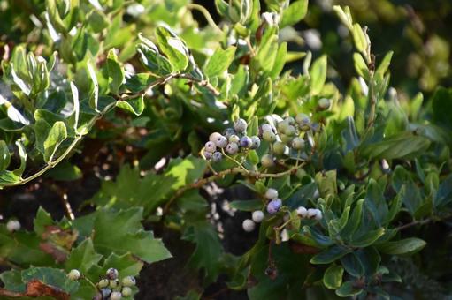 Photo, natural, plant, flower, 