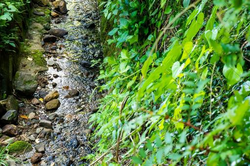 夏の水路 夏の水路 川,小川,用水路の写真素材