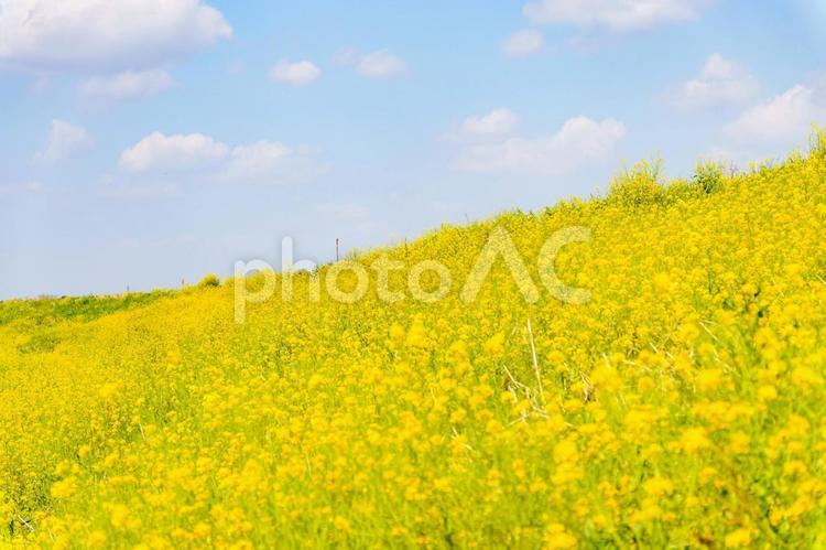 菜の花畑のある風景 菜の花,黄色,花の写真素材