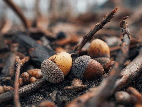 小さなドングリと苔生した地面 小さなドングリと苔生した地面の写真