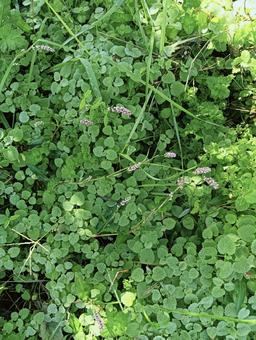 葉っぱ111 葉っぱ,緑,植物の写真素材