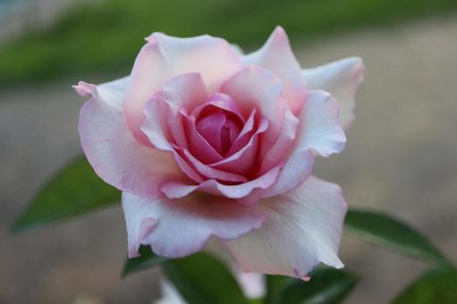 桃色の薔薇を撮影した写真です 桃色の薔薇を撮影した写真ですの写真