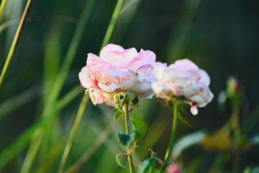 穴のあいた秋薔薇 花,薔薇,バラの写真素材