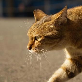 猫の顔のクローズアップ 猫の顔のクローズアップ 猫,野良猫,茶の写真素材