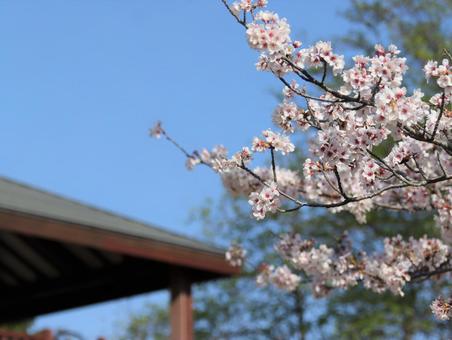 公園の桜と快晴の空 公園の桜と快晴の空の写真