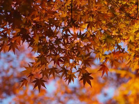 紅葉ライトアップ ライトアップ,紅葉,秋の写真素材