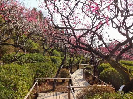 池上梅園の梅 池上梅園の梅 池上梅園,池上,梅園の写真素材