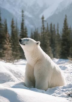 厳寒の地で生きる野生のシロクマの写真