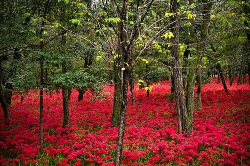 しっとりと咲く森の赤絨毯 しっとりと咲く森の赤絨毯 彼岸花,曼珠沙華,ヒガンバナの写真素材
