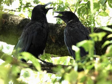 木陰で嘴を開いて休むペアのカラス 木陰で嘴を開いて休むペアのカラスの写真
