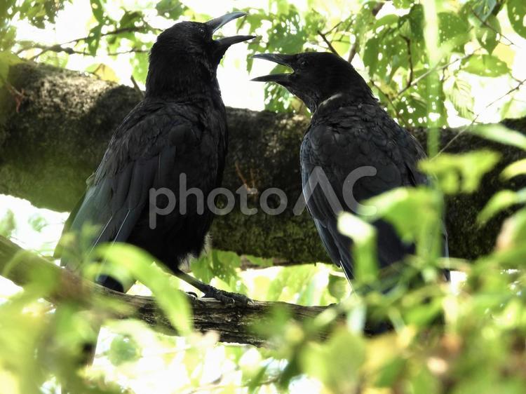 木陰で嘴を開いて休むペアのカラス 鳥,野鳥,カラスの写真素材
