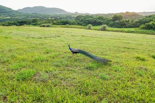 インドクジャク インドクジャク インドクジャク,クジャク,鳥の写真素材
