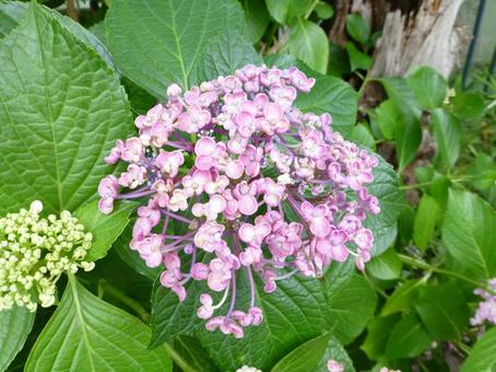 模様入りの花びらウズアジサイ 模様入りの花びらウズアジサイ アジサイ,花,植物の写真素材