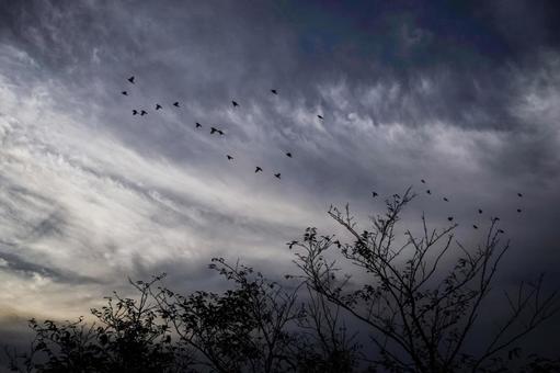 <素材>夜明けの空に飛び立つ野鳥の群れ <素材>夜明けの空に飛び立つ野鳥の群れ 空,サンセット,サンライズの写真素材