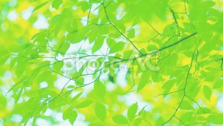 木漏れ日と新緑 木漏れ日,新緑,葉の写真素材