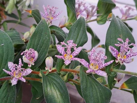 ホトトギスの写真