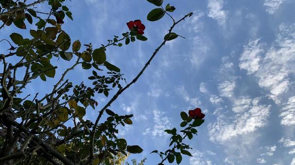 空高いバラ 空高いバラの写真