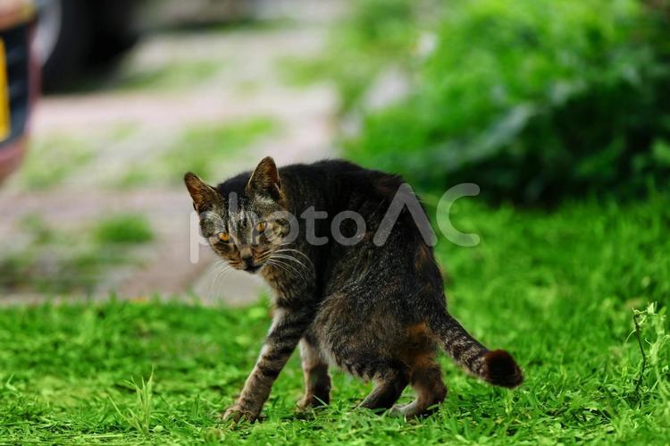 ハイエナポーズをするネコ 野良猫,生き物,動物の写真素材