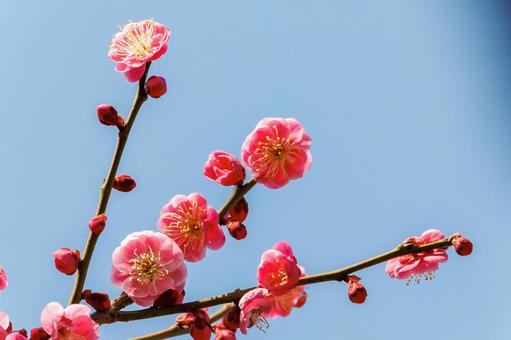 青空に映える満開の紅梅 梅,迎春,梅の花の写真素材