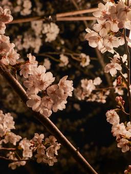 夜桜 尾道市,広島県,夜桜の写真素材