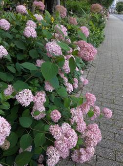 紫陽花が咲く道 紫陽花が咲く道の写真