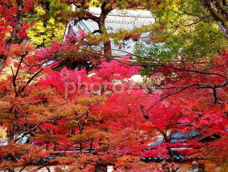 【紅葉写真】佛通寺の紅葉風景 紅葉,モミジ,もみじの写真素材