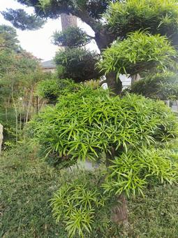 日本庭園の写真