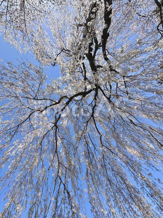 雨のような枝垂れ桜 枝垂れ桜,桜,サクラの写真素材