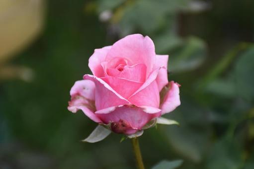 小さなピンクの薔薇の写真