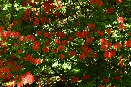 Azalea, JPG Azalea, JPG