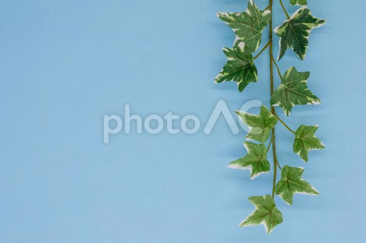 水色背景につる植物のイミテーション 葉,植物,緑の写真素材