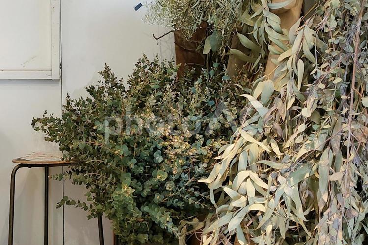 観葉植物と白壁の背景素材 背景,壁紙,植物の写真素材