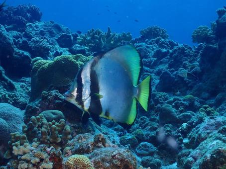 ツバメウオ ツバメウオの写真