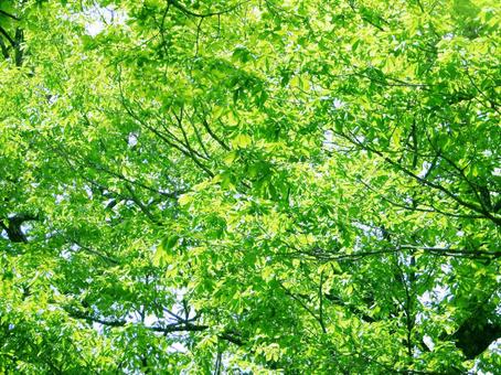 ミズナラの新緑の若葉 新緑,ミズナラ,葉っぱの写真素材