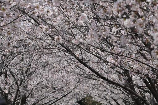 桜 桜の写真
