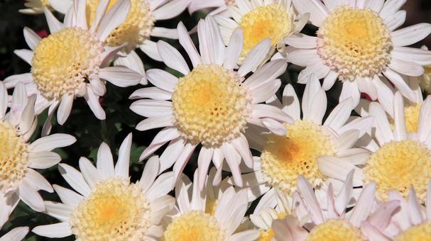 楽寿園の菊まつりにて 菊,秋,花の写真素材