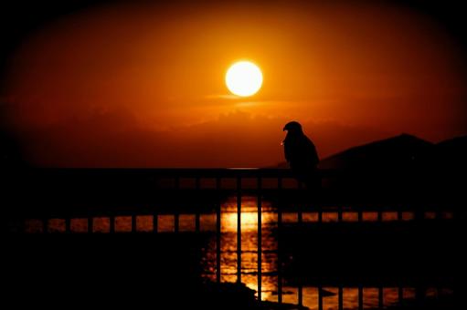 <Goto scenery> Summer sunrise over the sea and a black kite, JPG <Goto scenery> Summer sunrise over the sea and a black kite, JPG