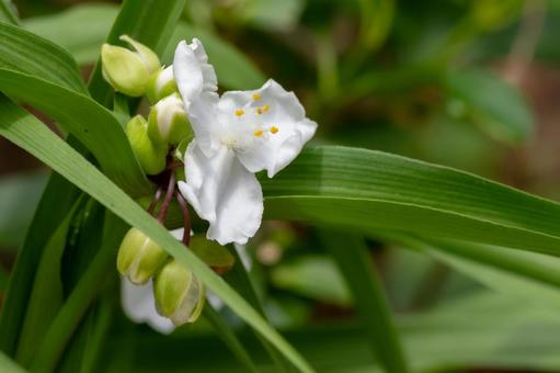 Photo, spring, flower, murasakiyukusa, 