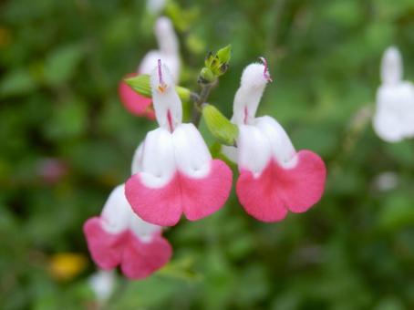 【花の写真】チェリーセージ 【花の写真】チェリーセージ チェリーセージ,シソ科,花の写真素材