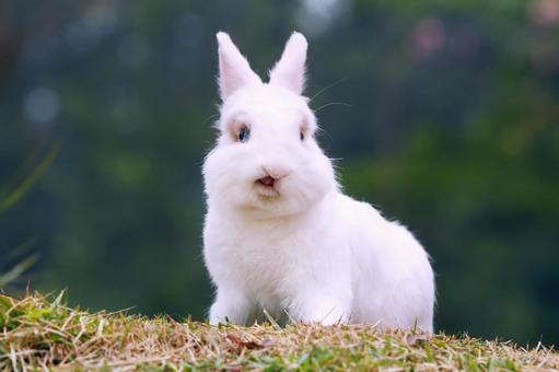 ペットのうさぎの写真
