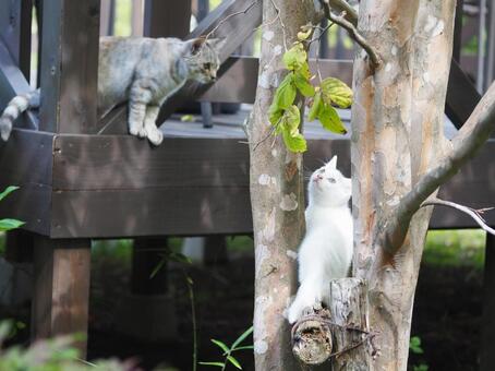 遊ぶ子猫 猫,子猫,遊ぶの写真素材