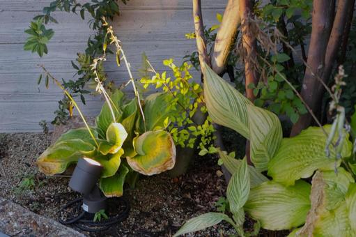 Photo, garden light, solar light, court, 