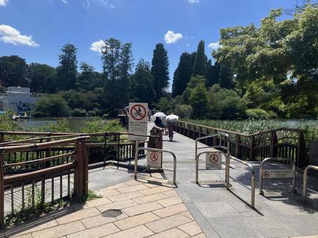 夏の井の頭公園風景 夏の井の頭公園風景の写真